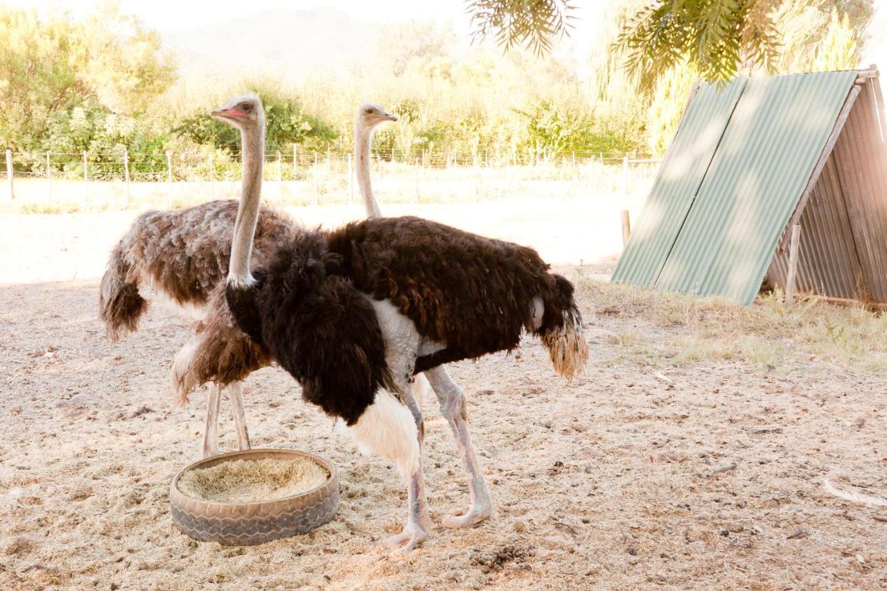 Oue Werf Country House Oudtshoorn Zewnętrze zdjęcie